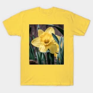 Yellow Trumpet Daffodils Photograph T-Shirt